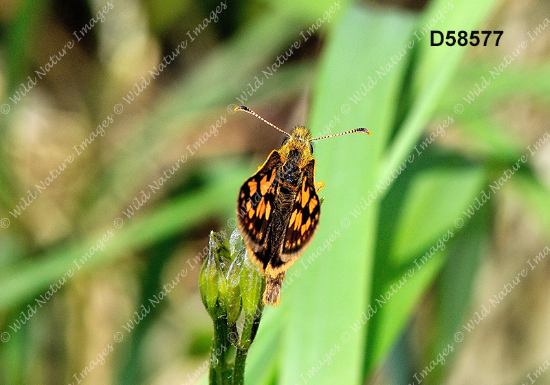 Arctic Skipper (Carterocephalus palaemon)